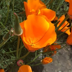 Eschscholzia californica