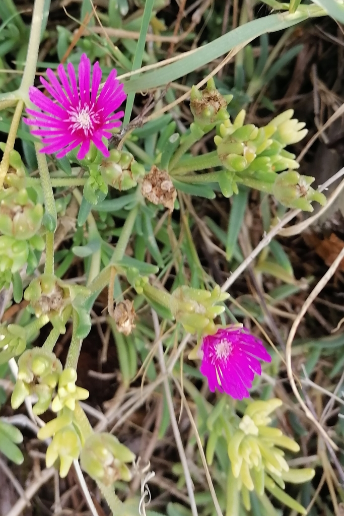 Delosperma cooperi 2