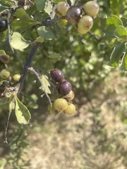 Citharexylum flabellifolium
