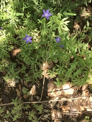 Triodanis biflora