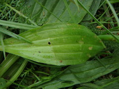 Plantago lanceolata