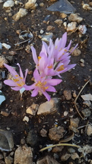 Colchicum hierosolymitanum