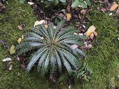 Ptilostemon casabonae
