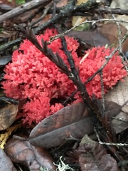Ramaria araiospora