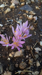 Colchicum hierosolymitanum