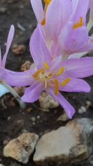 Colchicum hierosolymitanum