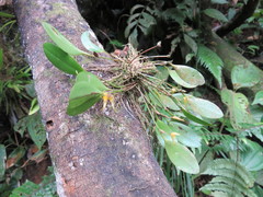Pleurothallis hitchcockii