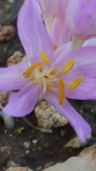 Colchicum hierosolymitanum
