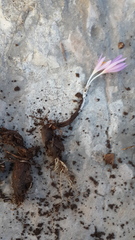 Colchicum hierosolymitanum