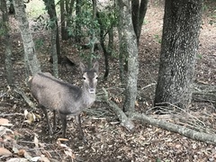 Cervus elaphus corsicanus