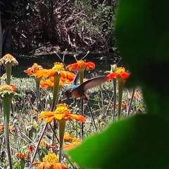 Chlorostilbon lucidus