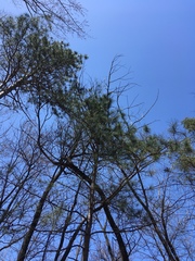 Pinus resinosa