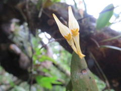 Pleurothallis hitchcockii