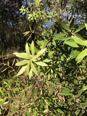 Vaccinium stenophyllum