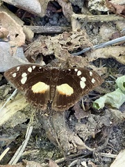 Aterica galene theophane