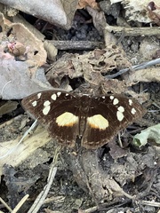 Aterica galene theophane