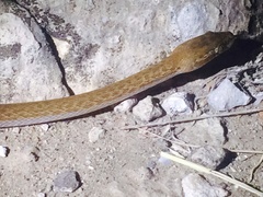 Boaedon fuliginosus