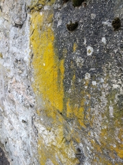 Flavoplaca citrina