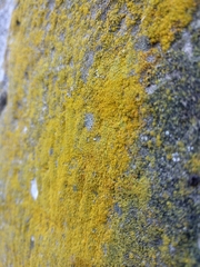 Flavoplaca citrina