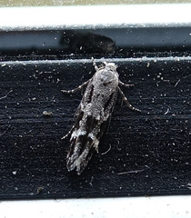 Mompha sturnipennella