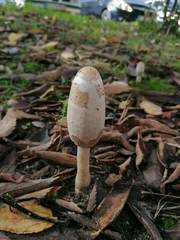Coprinus comatus