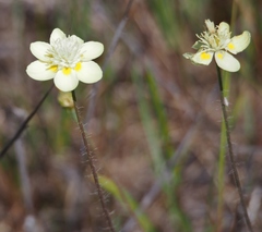 Platystemon californicus