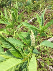 Phytolacca americana rigida