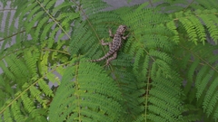 Sceloporus spinosus
