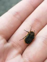Tropinota squalida