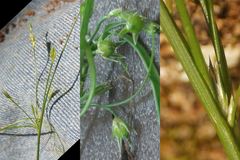 Juncus anthelatus