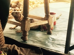 Varanus albigularis microstictus