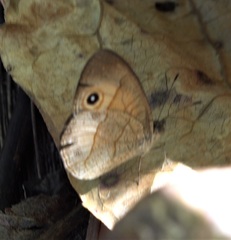 Heteropsis comorensis