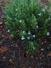 Dyschoriste costata