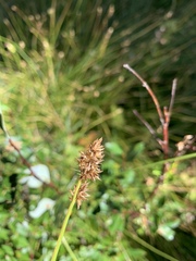 Carex neurophora