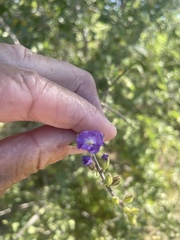 Citharexylum flabellifolium