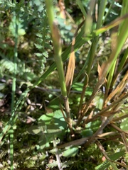 Carex neurophora