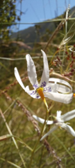 Conanthera bifolia