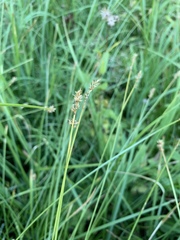 Carex neurophora