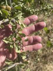 Citharexylum flabellifolium