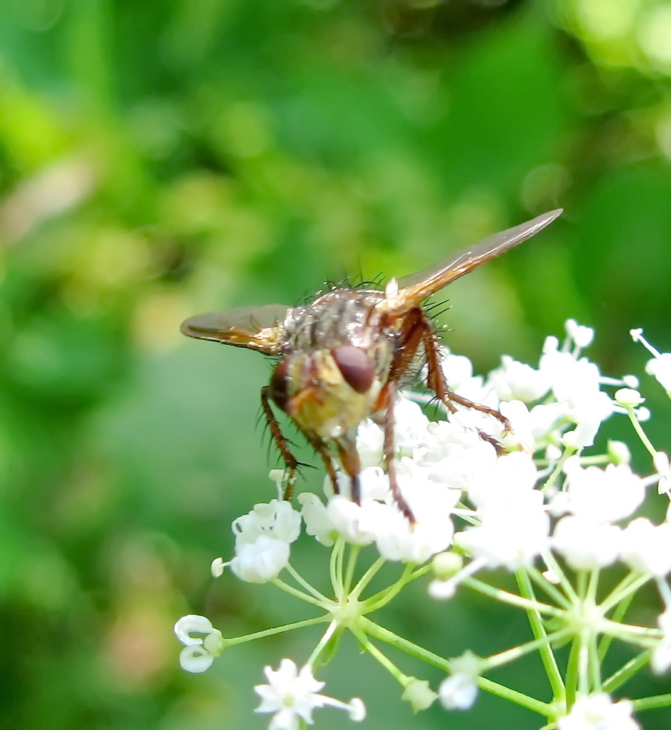 Tachina fera from Sudats'ka, UA-KR, UA on June 09, 2012 at 09:02 AM by ...