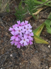 Glandularia laciniata