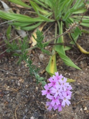 Glandularia laciniata