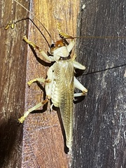 Stictogryllacris