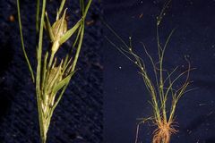 Juncus anthelatus