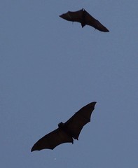 Pteropus livingstonii