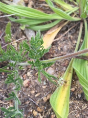 Glandularia laciniata