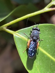 Afrodontomyia