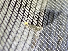 Monopis marginistrigella