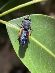 Afrodontomyia