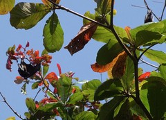 Pteropus livingstonii